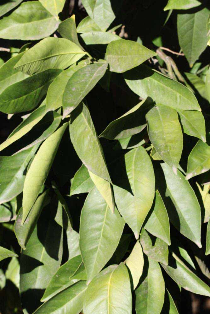            Sun leaves (Riverside, CA)   